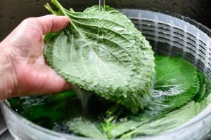 washing perilla leaves under the running water