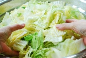 salting cut up napa cabbage for kimchi making