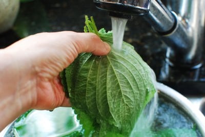 Kkaennip Jjim (Steamed Perilla Leaves)